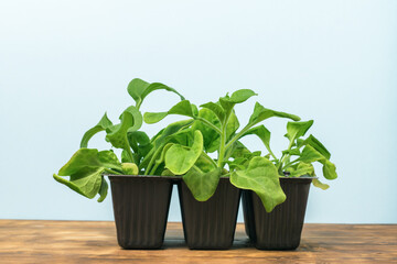 Young plants in three plastic pots on a wooden table.