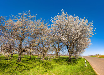 Prächtig blühende Kirschbäume vor blauem Himmel 