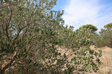 Green olives are singing on a branch of an olive tree against a background of dry grass and blue sky on a sunny autumn day, Dalmatia, Croatia