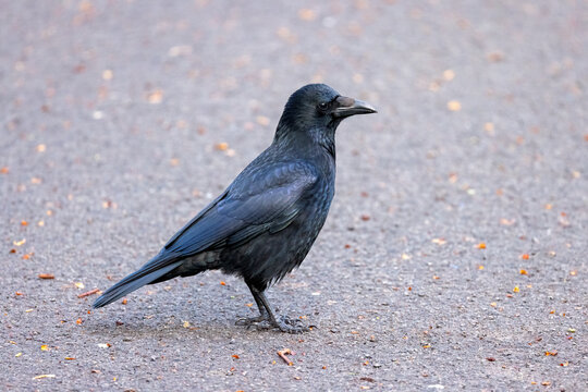 A Carrion Crow Scavenges For Food