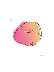 Ulluco in color. Healthy vegan food for vegetarian concept. Hand drawn. Vocabulary. Vector illustration. Isolated on white.