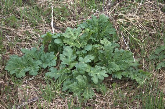 Giant Hogweed Heracleum sosnovsky in spring
