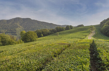 Obraz premium Tea fields in the mountains. Suburbs of Sochi. Tea bushes in the foreground, mountains and sky with light clouds