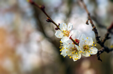 Flowering apricot in the spring. Beautiful spring sunny floral background, close up. Free advertising space