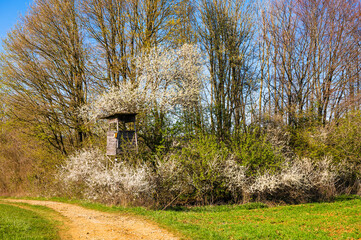 Jägerstand zwischen blühenden Schlehen am Waldrand im Frühling