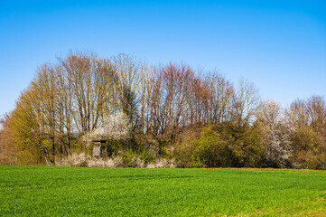 Grünes Feld am Waldrand mit Jägerstand im Frühling