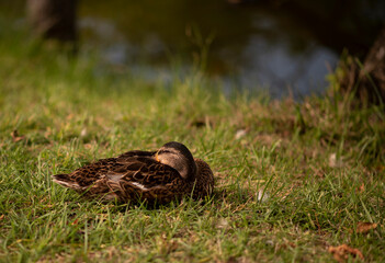 Duckling dreamin'. Sleepy duckling resting on the grass on a warm summer afternoon