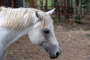 Obraz premium portrait of a horse