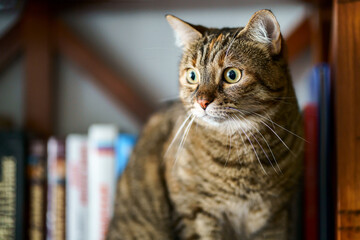 Chat tigré assis, regardant avec une grimace amusante.