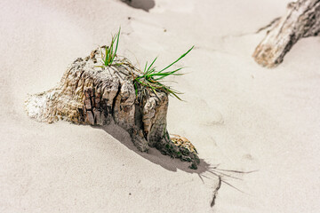 Lubmin, Mecklenburg-Vorpommern, Strand, Baumstamm