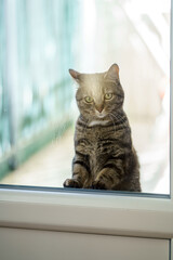 Chat tigré sur le balcon derrière la porte veut rentrer à l'interieur. 