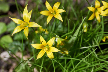 Spring. On a bed bloom Goose onions or onion Bird (lat. Gagea).
