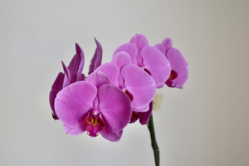 Obraz premium pink orchid flower