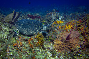 Fototapeta na wymiar Sea Turtle Eating Coral
