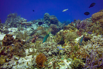Naklejka na ściany i meble Thriving Coral Reef