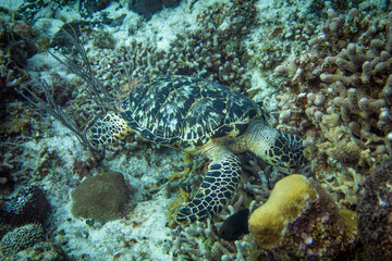 Fototapeta na wymiar Green Sea Turtle Looking for a Snack