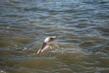 great crested grebe