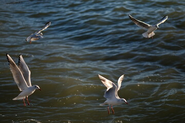 flock of seagulls