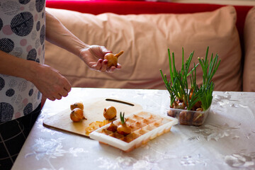 woman's hands plant green onions at home, face is not visible