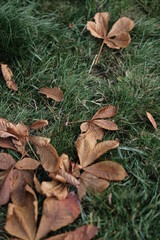 autumn leaves in the grass