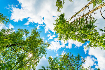Obraz premium The sky with the tops of trees. View up from ground level. Beautiful nature. Mixed forest. Blue sky with sun and clouds. Russia, Europe.