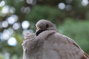 close up of a dove