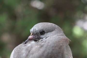 close up of a pigeon