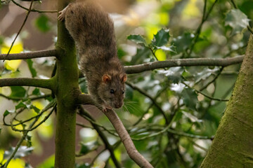 A Brown rat scurries along a tree branch