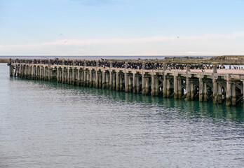 Fototapeta na wymiar Otago shag colony on Sumpter Wharf in Oamaru