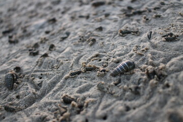 Seashell in the sand, Oman