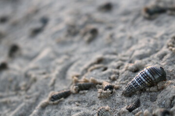 Seashell in the sand, Oman