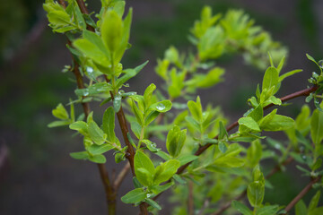 Mokre liście porzeczki 