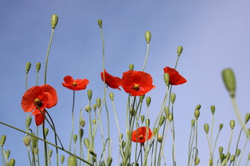 Fototapeta premium Mohn im Sommer