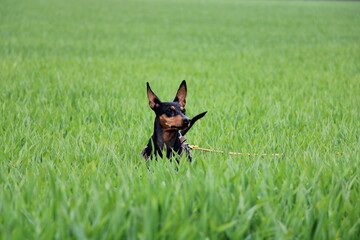 German Pincher (Deutscher Pinscher) partly hidden in a meadow