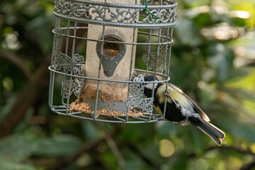 A Great Tit helps itself at the bird feeder