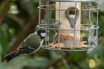 A Great Tit helps itself at the bird feeder