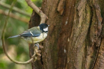 A Great Tit sits perched on a branch