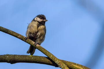 A Great Tit sits perched on a branch