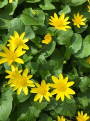 yellow flowers in the botanical garden