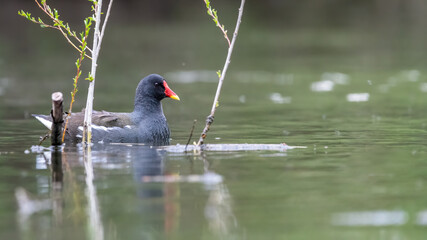 bird, wasser, tier, natur, wild lebende tiere, blässhuhn
