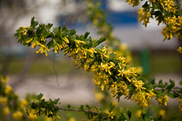 yellow leaves on the branch in the spring