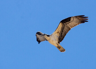 Osprey in the Canyon