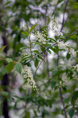 Prunus padus white flowering bird cherry hackberry tree, hagberry mayday tree in bloom, ornamental park flowers on branches