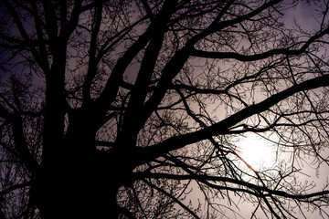 Silhouette of a huge old tree trunk with bare branches against the gloomy sky. Abstract natural grim background.