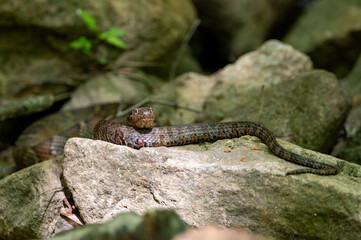 Water Snake