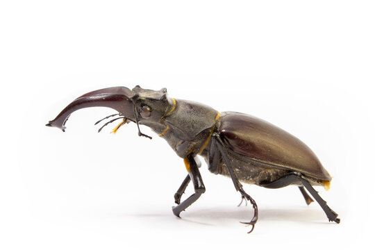 Lucanus cervus in front of white background. Stag beetle.