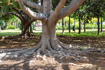 Troncos de Ficus con enormes raíces   ramificadas