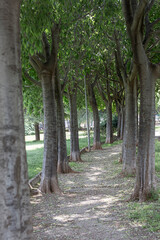 A la sombra de unos jóvenes árboles Celtis Australis 