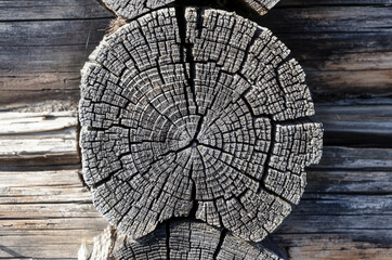 old log on the sawn-off close-up. wood texture - obrazy, fototapety, plakaty