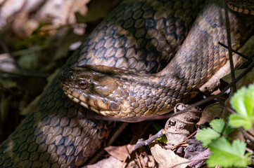 Water Snake